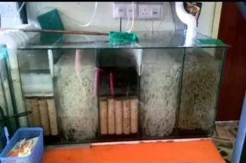 Mídias Biológicas no Aquário: Para Que Serve?