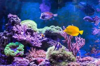 Quanto Custa Montar um Aquário Marinho?