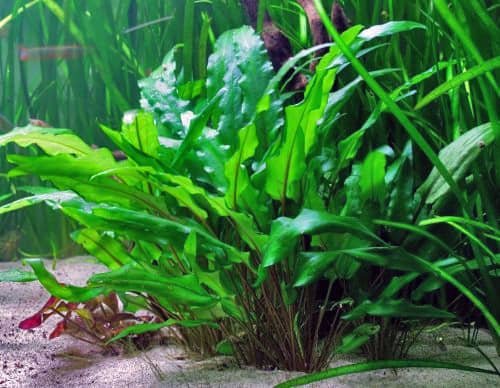 plantas para aquário
