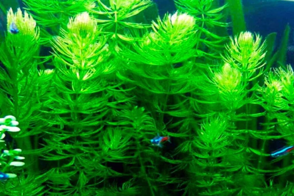 plantas para aquário