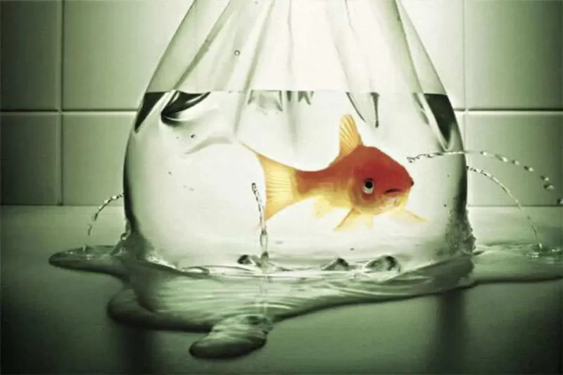 Aclimatação de Peixes: Como Não Perder Peixes, Guia Completo