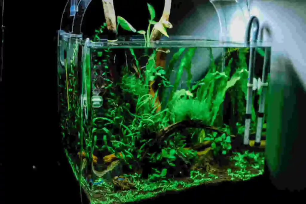 elodea aquario