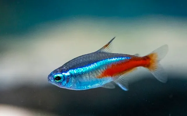 tetra neon