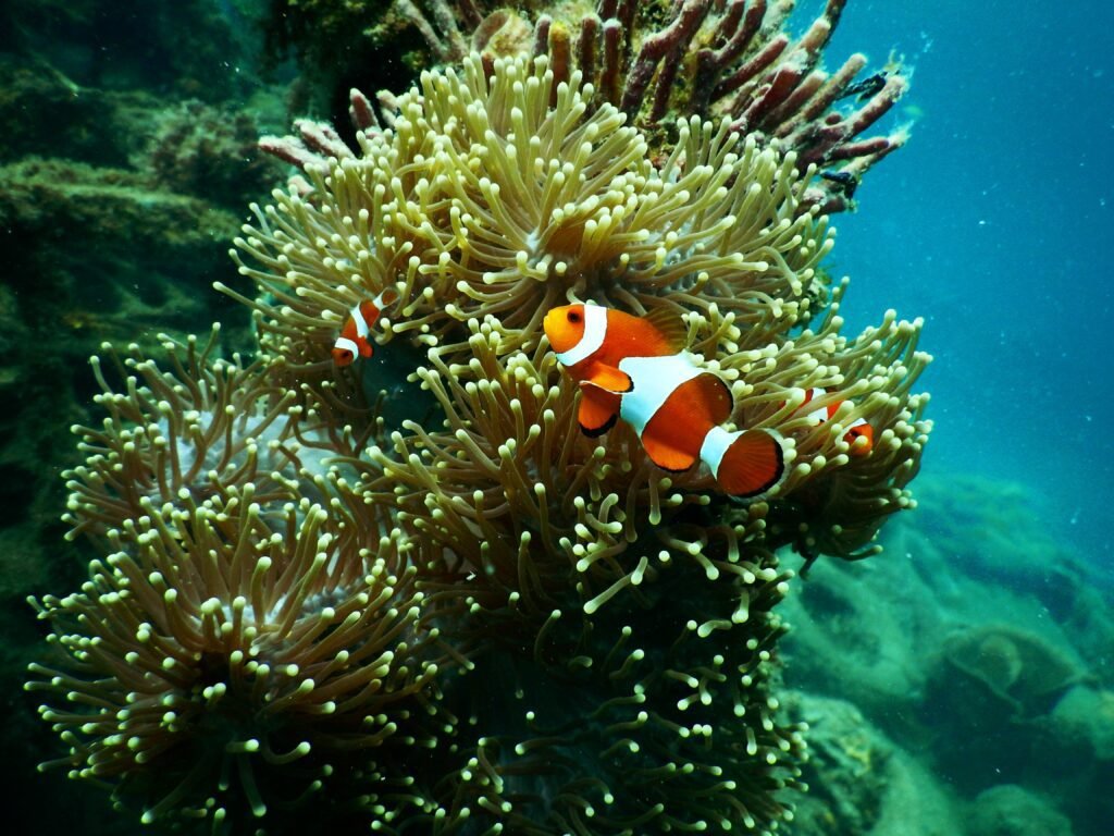 montar um aquário marinho