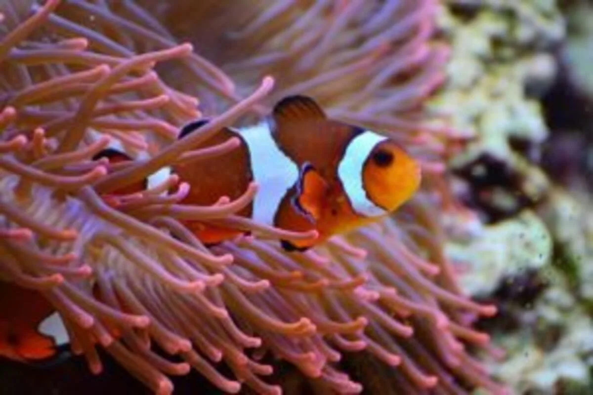 peixe palhaço