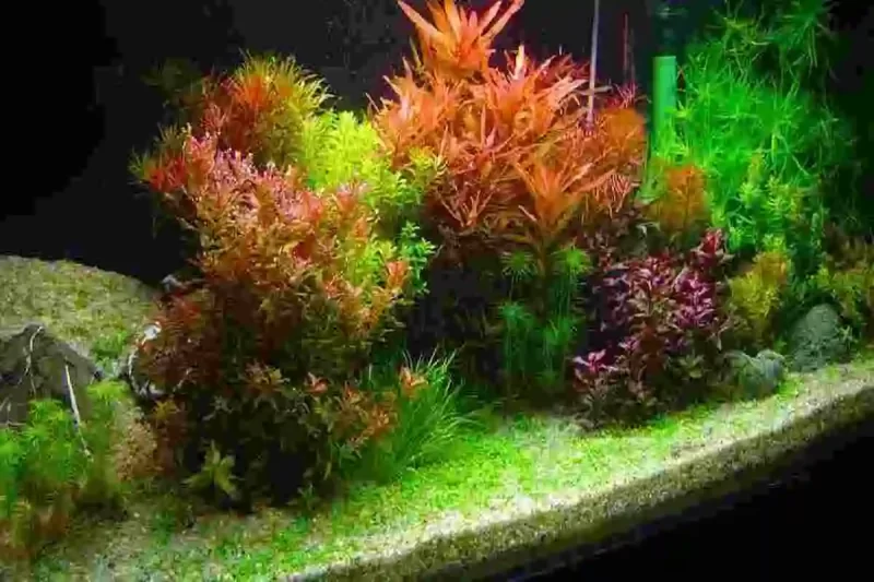 As Melhores Plantas para Aquário: Como Escolher e Cuidar