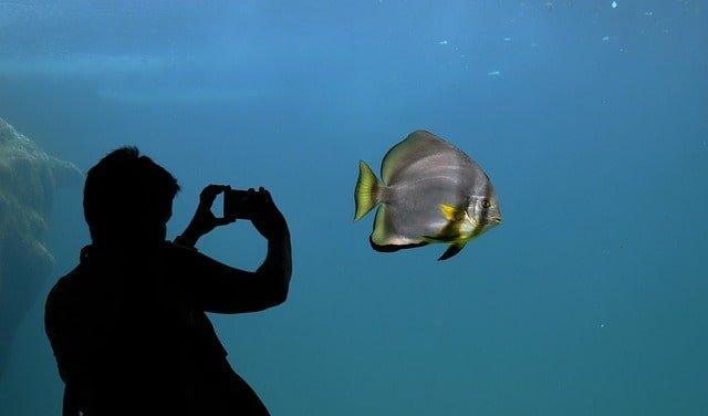 aclimatação de peixes