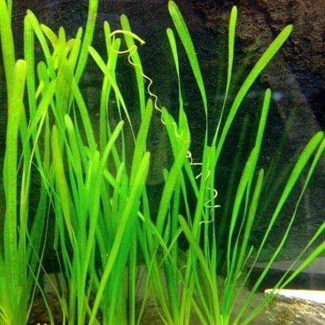 plantas para aquário