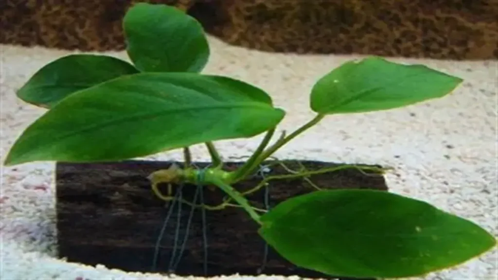 Anubias fixada em tronco de aquário