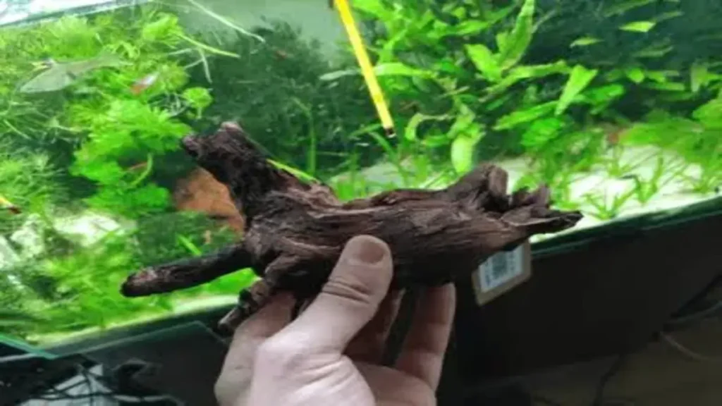 Tronco Mopani utilizado em aquário plantado