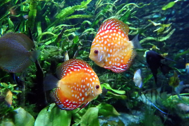 Acará Disco: Um Peixe Exótico e Fascinante para seu Aquário
