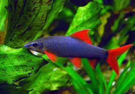 Labeo Frenatus: Um Esplendor Aquático