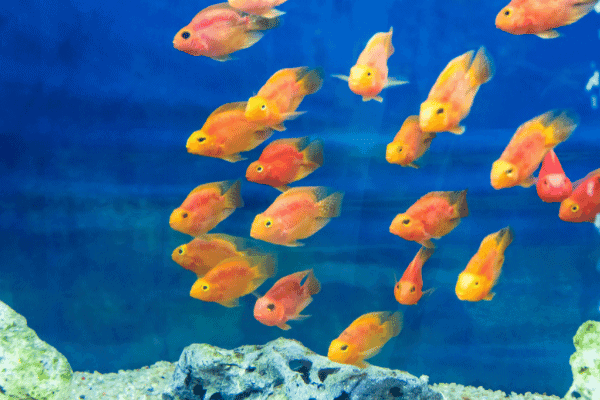 peixe papagaio