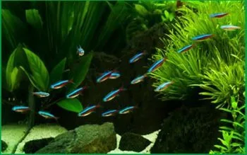 Guia Completo para Montar um Aquário de Peixes de Água Doce do Zero