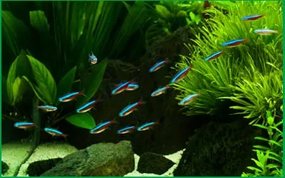 tetra neon