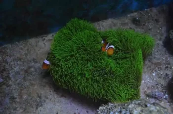 Green Star Polyps (GSP): Guia Completo