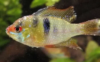 Ictio: Características e Identificação em Peixes de Água Doce