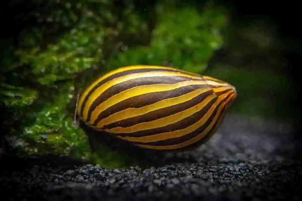 Caracóis Neritina