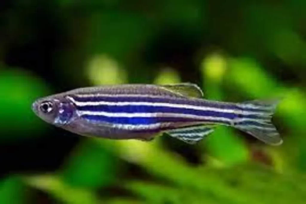 peixe paulistinha