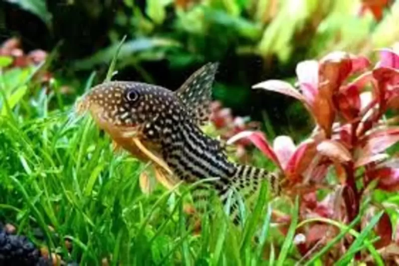 Peixes Limpadores de Aquário: Os 5 Melhores, Surprenda-se.