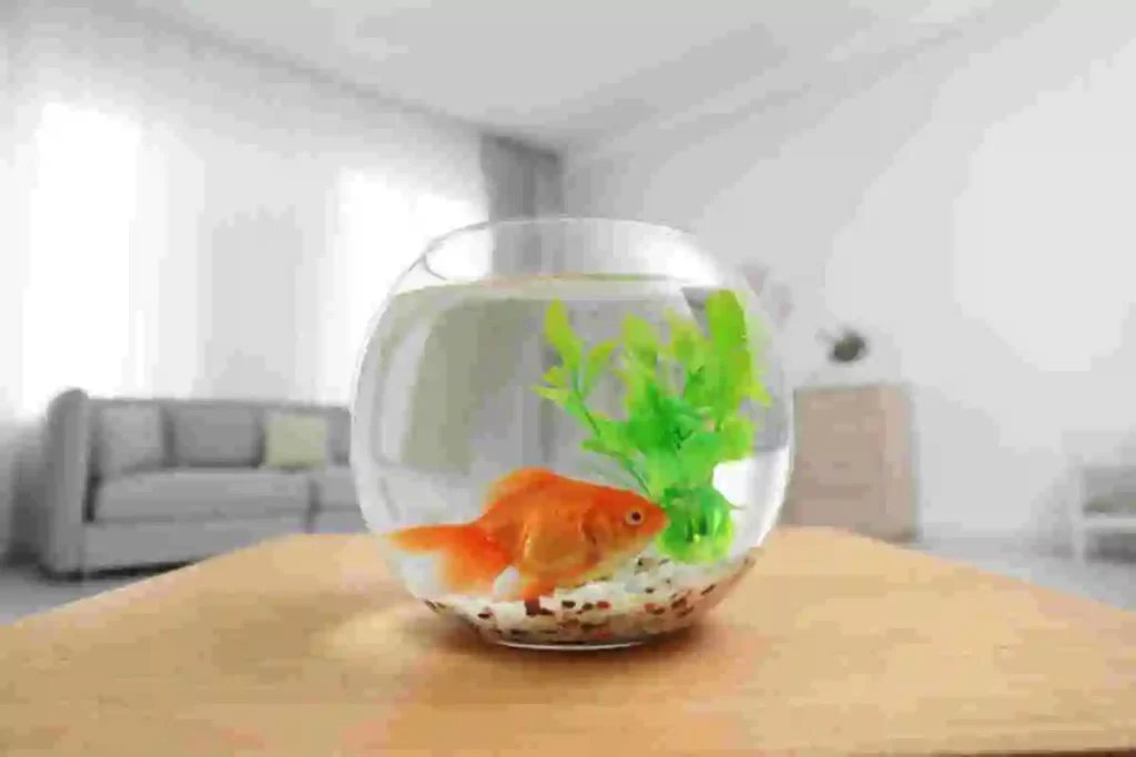 aquario agua doce