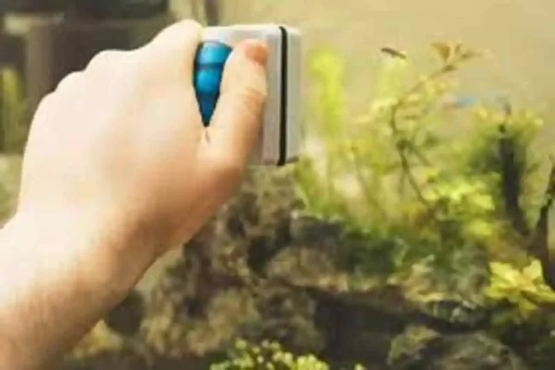 Limpeza do Vidro do Aquário e Manutenção da Água