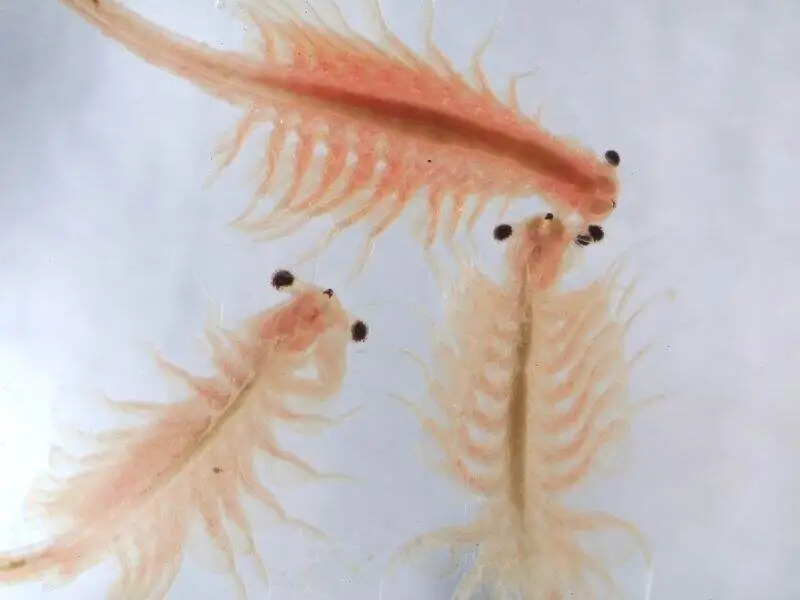 artêmia salina