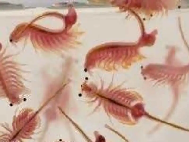 Artêmia Salina, Descubra Tudo Sobre o Alimento Vivo Perfeito.