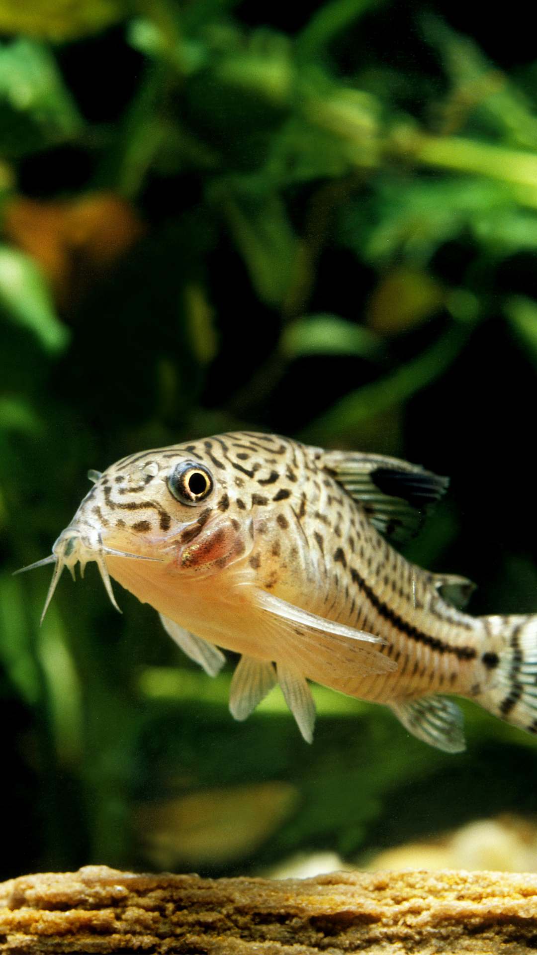 peixe coridora