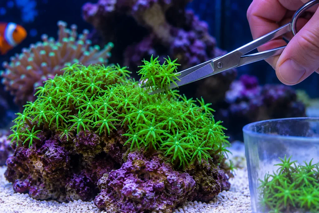 Como controlar crescimento do Coral GSP