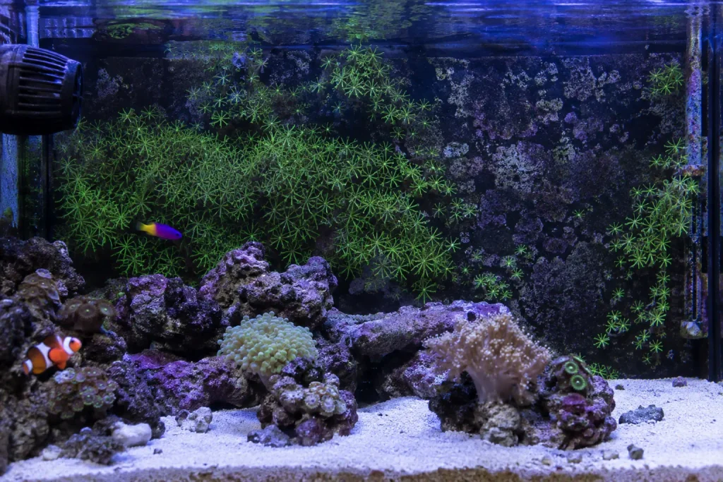 Coral GSP crescendo no vidro traseiro do aquário