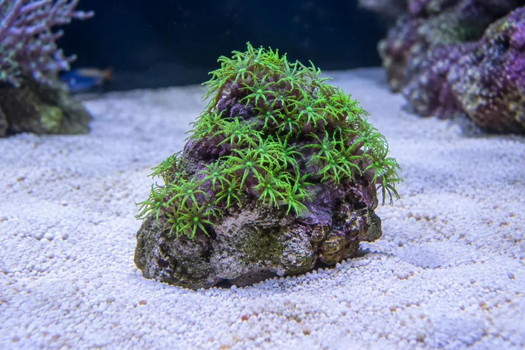 Coral GSP em rocha isolada no aquário marinho