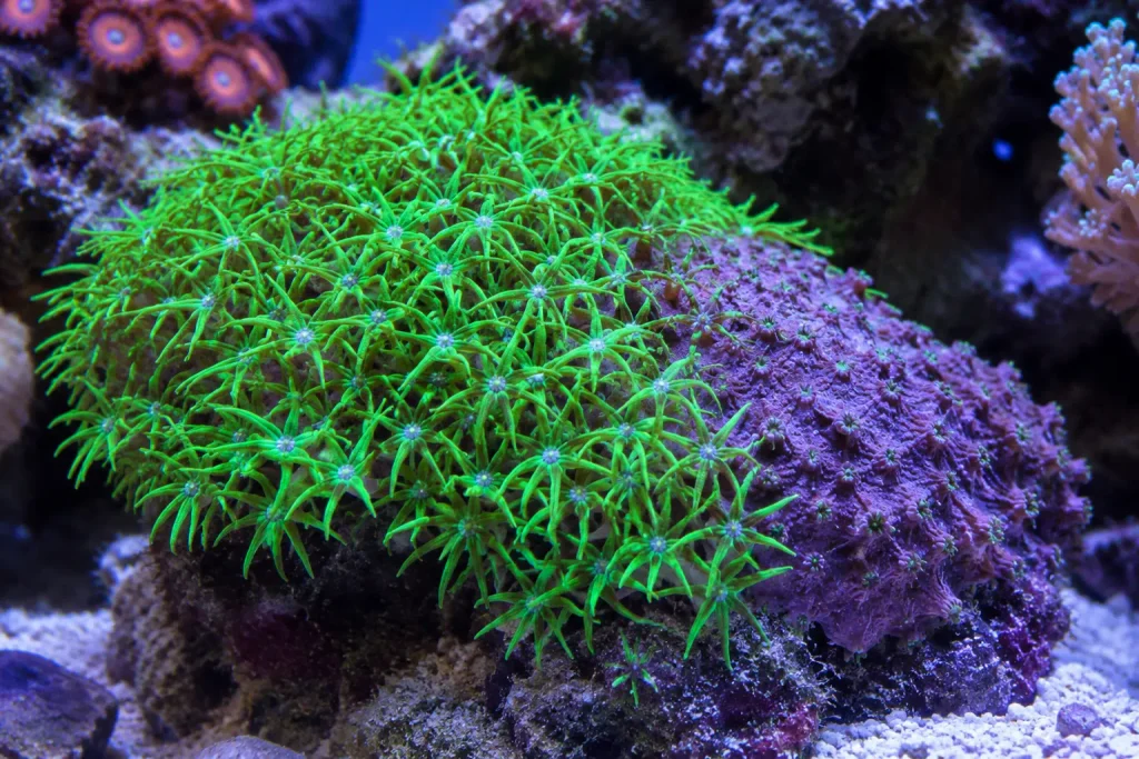 Coral GSP fechado não abre causas