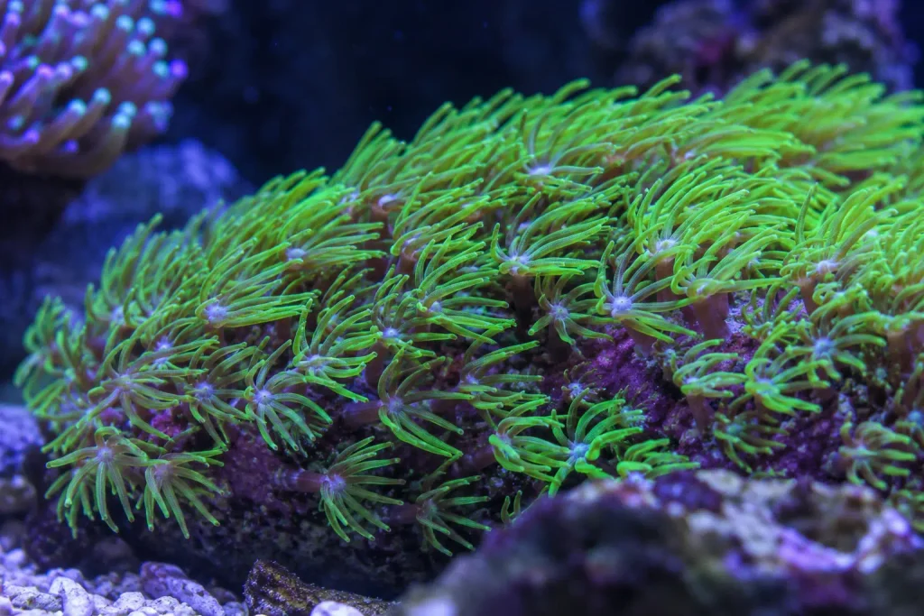 Fluxo ideal para Coral GSP Green Star Polyps