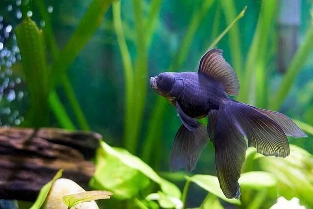 peixe kinguio