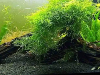 Musgo de Java: Guia Completo para Iniciantes