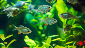 Bolbitis Heudelotii: a Fada Verde do Seu Aquário Plantado