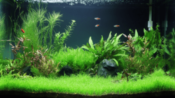 Como Escolher Plantas para o Seu Aquário Plantado Sem Erros