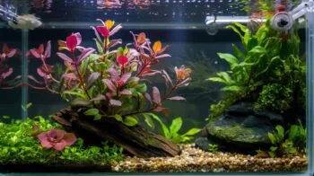 Ludwigia Glandulosa: Cores Intensas para Destacar Seu Aquário