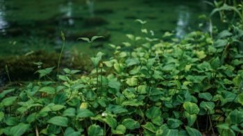 Sagittaria Subulata: Carpete ou Fundo? Você Decide