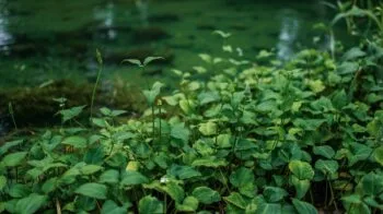 Sagittaria Subulata: Carpete ou Fundo? Você Decide