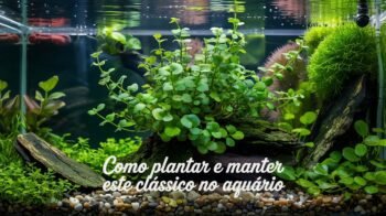 Bacopa Caroliniana: Como Plantar e Manter Este Clássico no Aquário