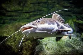 11 Curiosidades Incríveis Sobre Bagres Que Todo Aquarista Precisa Saber