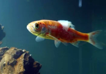 Doença do Algodão em Peixes: Como Identificar, Tratar e Prevenir no Aquário