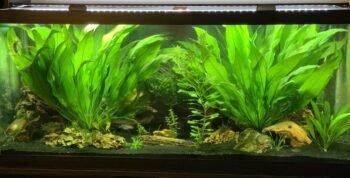 Plantas de Baixa Tecnologia para Aquários Plantados: 9 Espécies Perfeitas para Iniciantes