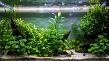 Glossostigma Elatinoides: O Carpete Natural do Seu Aquário Plantado