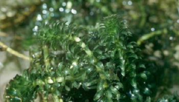 Hydrilla Verticillata: Tudo Sobre Esta Planta Aquática para Seu Aquário