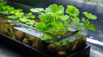 Hydrocotyle Tripartita: Como Cuidar e Usar em Seu Layout de Aquário