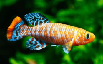 Killifish: Descubra os Segredos dos Peixes Mais Coloridos e Fascinantes da Aquarismo