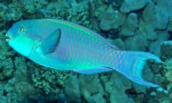 Peixe Papagaio: Conheça Esta Espécie Colorida e Fascinante